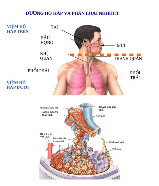 CẤU TRÚC BÊN TRONG ĐƯỜNG HÔ HẤP DƯỚI VÀ CƠ CHẾ LƯU THÔNG KHÍ