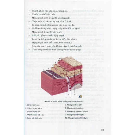 Các vấn đề cơ bản trong phẫu thuật tạo hình thẩm mỹ ( Phần 1: Đại cương)