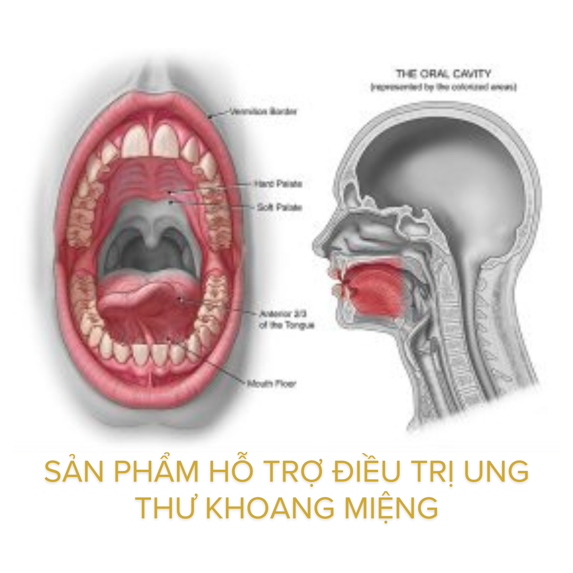 Sản phẩm hỗ trợ điều trị ung thư khoang miệng