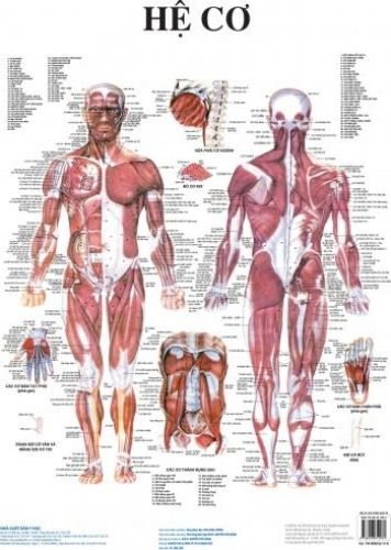 Tranh giải phẫu (13 tờ) bản giấy